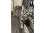 Adopt Reba a Domestic Short Hair, Tabby