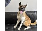 Adopt Nara D15214 a Akita