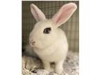 Adopt Hattie a Hotot, Bunny Rabbit