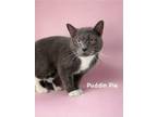 Adopt Puddin' Pie a Domestic Short Hair