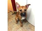 Adopt Tabby a Black Mouth Cur, Mixed Breed
