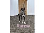 Adopt Karma a American Staffordshire Terrier