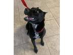 Adopt Princess a Australian Cattle Dog / Blue Heeler, Labrador Retriever