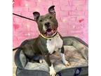 Adopt Misty a Pit Bull Terrier, Mixed Breed