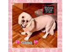 Adopt Gina a Shih Tzu