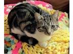 Adopt Mochi a Domestic Short Hair, Tabby