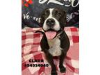 Adopt Clara a Pit Bull Terrier