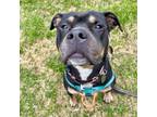 Adopt Roxy a Pit Bull Terrier