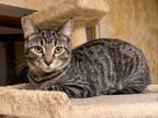 Adopt Esme a Tabby