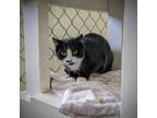 Adopt Snookums a Domestic Short Hair