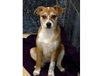 Adopt Honey a Beagle, Mixed Breed