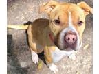 Adopt Molly a Pit Bull Terrier, Shar-Pei