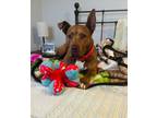 Adopt Maggie2 a Shepherd, Boxer