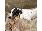 Adopt Rogue a Australian Cattle Dog / Blue Heeler, Australian Shepherd