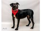 Adopt Biddy a Labrador Retriever, Mixed Breed