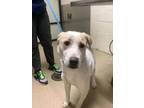 Adopt Sadie a Golden Retriever, Mixed Breed