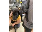 Adopt Finch a Labrador Retriever, Pit Bull Terrier