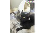 Adopt AURORA and COSMO a Russian Blue