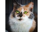 Adopt Cream Puff a Domestic Long Hair, Dilute Calico