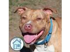 Adopt Mia a Mixed Breed