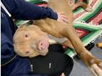 Adopt CINNAMON a Pit Bull Terrier