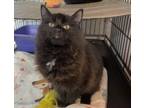 Adopt Raven a Domestic Medium Hair