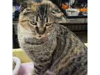Adopt Norma a Tabby