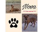 Adopt Nova a Shar-Pei, Pit Bull Terrier