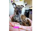 Adopt Belle a Dutch Shepherd