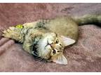 Adopt Giselle a Domestic Medium Hair, Tabby