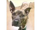 Adopt Elvy aka Pasquale - Adopt Me! a American Staffordshire Terrier