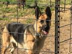 Adopt Freya a German Shepherd Dog