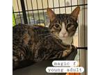 Adopt Magic a Domestic Short Hair