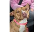 Adopt Miss Mouse a Pit Bull Terrier