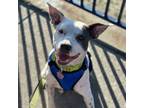 Adopt Lila a Australian Cattle Dog / Blue Heeler, Pit Bull Terrier