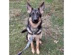Adopt Frankie a German Shepherd Dog