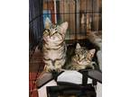 Adopt Duchess and Dexter a Domestic Short Hair