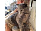 Adopt MYSTY, 3 mos. old DILUTE tortie kitten - FEMALE a Domestic Medium Hair