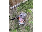 Adopt Loretta a Pit Bull Terrier