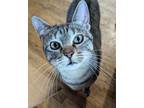 Adopt Avalon a Domestic Short Hair