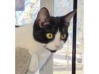 Adopt Sekhmet a Tuxedo, Domestic Short Hair