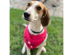 Adopt Pippa a Beagle