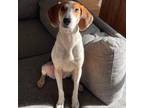 Adopt Pippa a Beagle