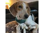 Adopt Posie a Beagle