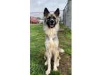 Adopt YETI a German Shepherd Dog, Mixed Breed