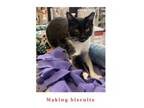 Adopt Rhea a Domestic Short Hair, Tuxedo