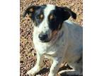 Adopt Sonia's Luna a Jack Russell Terrier