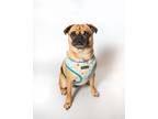 Adopt Sloan a Pug