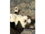 Adopt Cupcake (Cake Siblings) a Domestic Short Hair