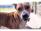 Adopt Teela a Australian Cattle Dog / Blue Heeler